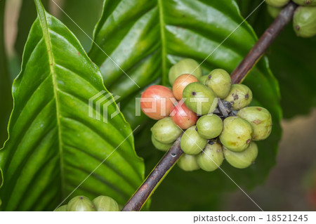 Coffee beans on tree in Ranong province, Thailand 18521245
