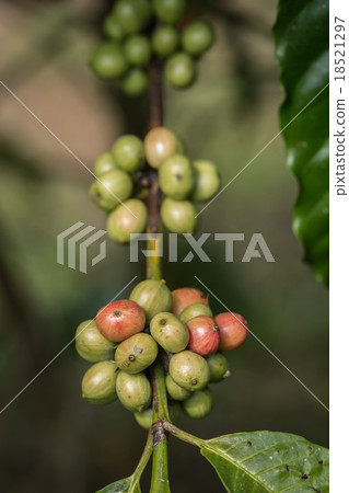 Coffee beans on tree in Ranong province, Thailand 18521297