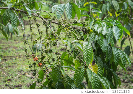 Coffee beans on tree in Ranong province, Thailand 18521325