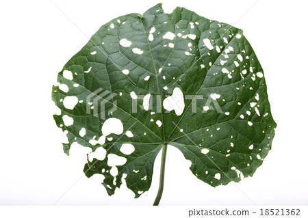 leaf holes from pest eating isolated on white background. leaf holes from pest eating isolated on white background. 18521362