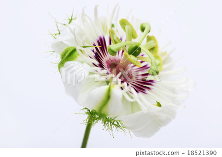 Fetid passionflower isolated on white background 18521390