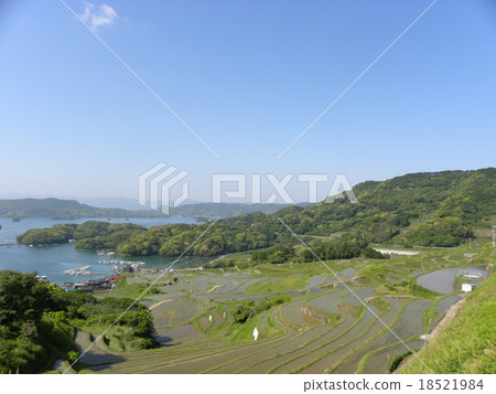 大浦的水稻梯田 18521984