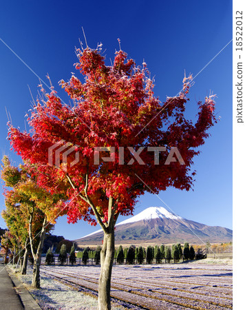 Morning of first frost 18522012