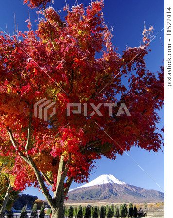 Morning of first frost 18522014