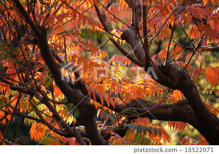 Autumn leaves of Hazenoki Autumn leaves of Hazenoki 18522071