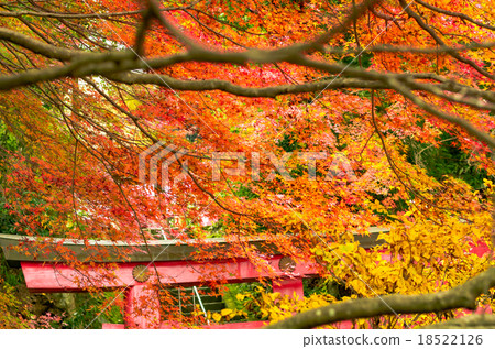 Autumn leaves torii red leaves torii Autumn leaves torii red leaves torii 18522126