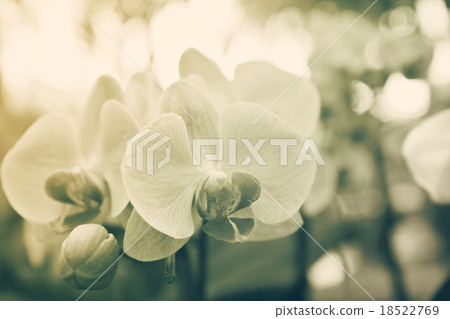 Beautiful orchid flowers. 18522769