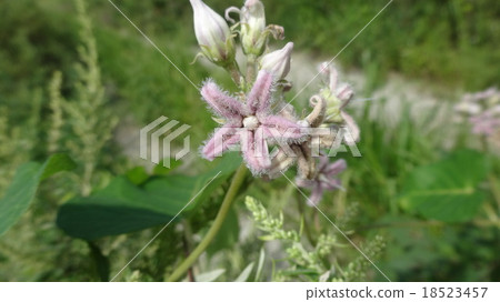 蘿摩科 蘿摩科 18523457