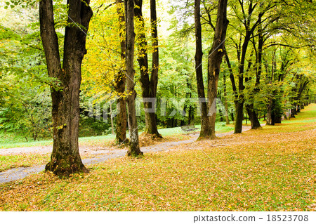 trees   in  autumn   18523708