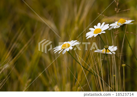 camomiles camomiles 18523714