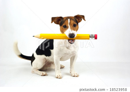 dog with big pen dog with big pen 18523958