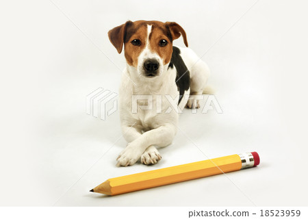 lying dog with big yellow pencil lying dog with big yellow pencil 18523959