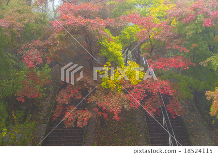 楓木石階 楓木石階 18524115