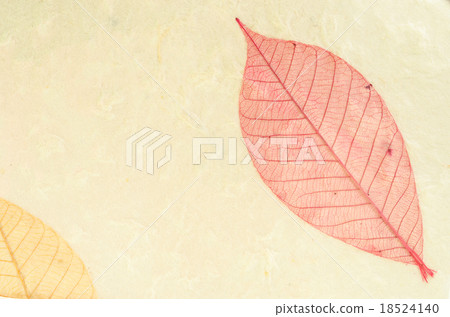 Natural paper structure made from dried leaves. Natural paper structure made from dried leaves. 18524140