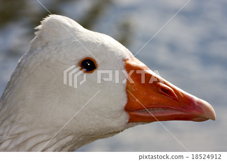duck whit black eye 18524912