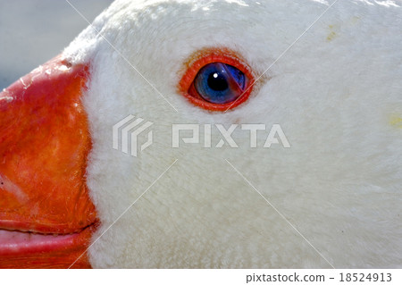 white duck whit blue eye in argentina 18524913