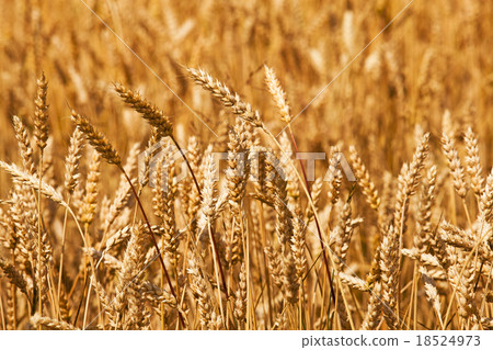 mature wheat mature wheat 18524973