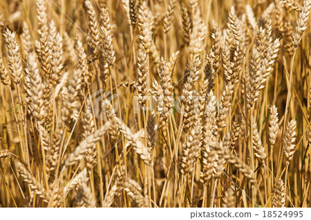 harvest company 18524995