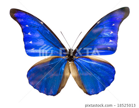 藍色蝴蝶Morpho蝴蝶 18525013