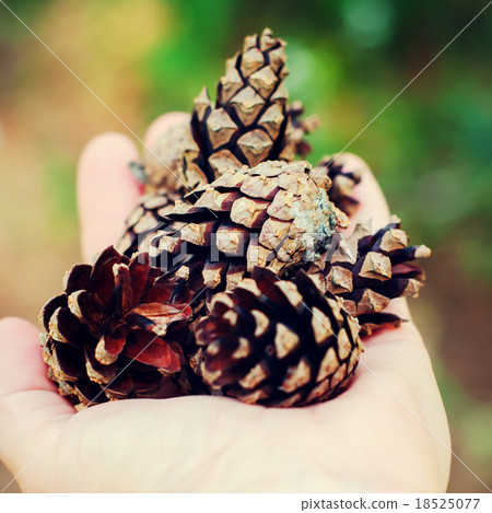 Hand Holding a Pine Cones on Green Background 18525077