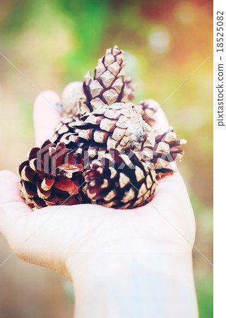 Hand Holding a Pine Cones. Toned Hand Holding a Pine Cones. Toned 18525082