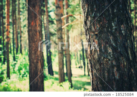 Coniferous Pine Forest with Sunlight through Trees Coniferous Pine Forest with Sunlight through Trees 18525084