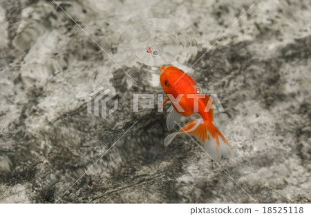 Goldfish eating a fish food Goldfish eating a fish food 18525118