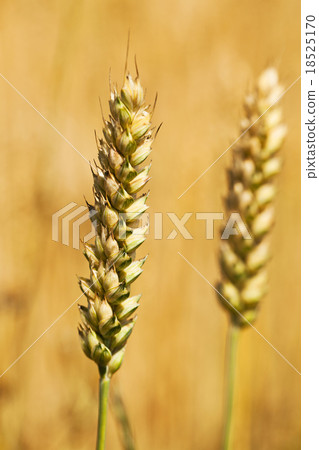 rye ears   18525170