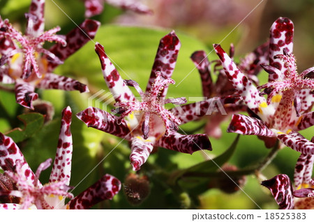 布穀鳥 布穀鳥 18525383