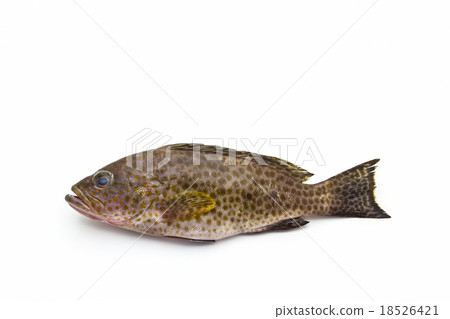 Fresh areolate grouper fish . 18526421