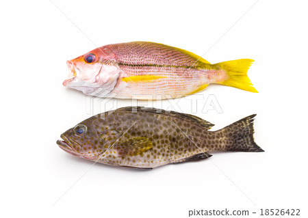 Red Snapper fish and areolate grouper fish. Red Snapper fish and areolate grouper fish. 18526422