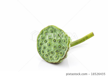Calyx, Lotus seeds green. Calyx, Lotus seeds green. 18526435