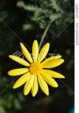 朱利葉斯黛西 18526865