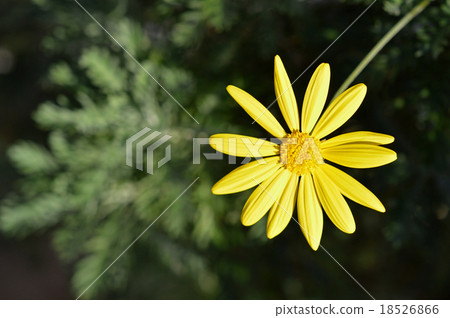 朱利葉斯黛西 18526866