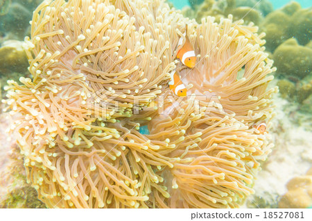 Amphiprion percula, swimming among the tentac 18527081