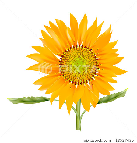 真正的插圖向日葵 18527450