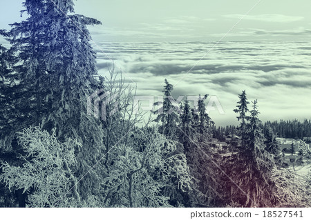 Winter forest 18527541