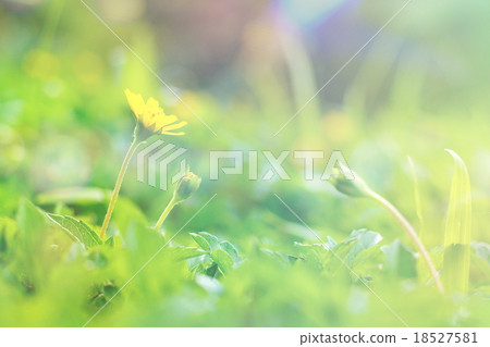 Climbing wedelia flower in vintage style 18527581