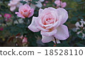 Rose Michelle Meian 18528110