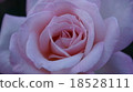 Rose Michelle Meian 18528111