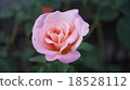 Rose Michelle Meian 18528112