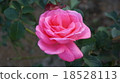 Rosa Rosa 18528113