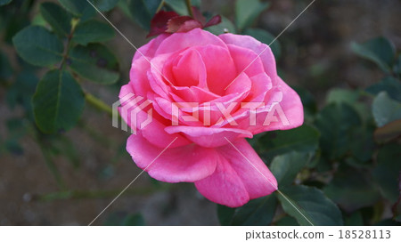 Rosa Rosa 18528113