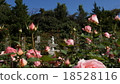 Roses are picky 18528116