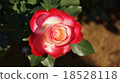 Rose Jubileque du Prince de Monaco 18528118