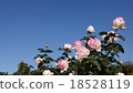 Rose Princess de Monaco 18528119