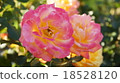Rose circus 18528120