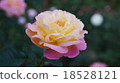 Rose Princess Margaret Rose 18528121