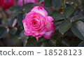 Rose Cordes Perfecta 18528123
