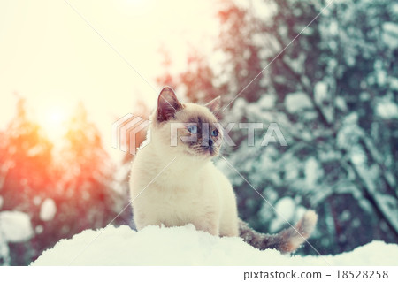 Cat siting in snowdrift in winter forest 18528258
